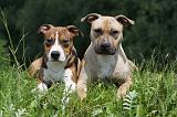 AMSTAFF  ADULT & PUPPIES 064